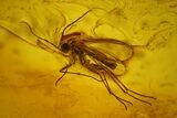 Fossil Flies (Diptera) and Mites (Acari) in Baltic Amber #163510-2